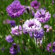 Cornflower / Bachelor Button MAUVE Heirloom Flowers Spring Non-GMO 200 Seeds 