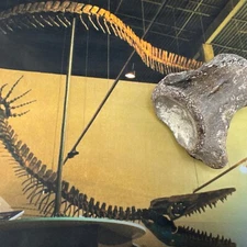 MASSIVE Mosasaur Tylosaurus Vertebrae Dinosaur Bone FOSSIL 📦