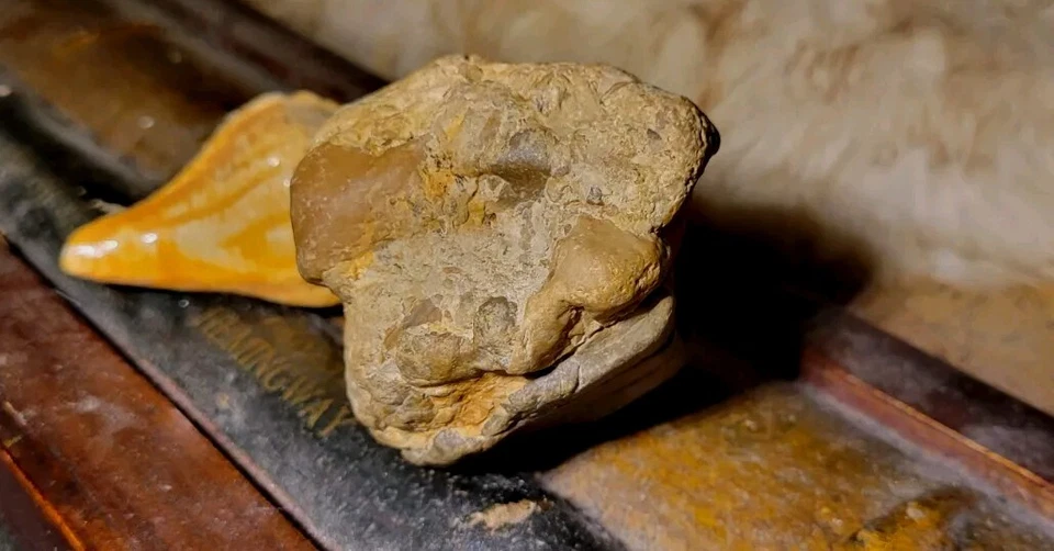 Bird Skull fossil in Stone Matrix Permineralized Compression Fossil  - Image 4 of 4