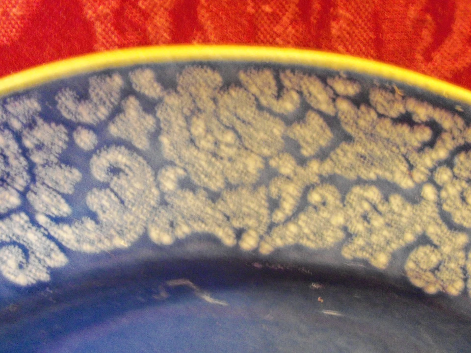 Cook’s Essentials Dark Blue FloraL SALAD Plates Set of 2 - Image 2 of 3