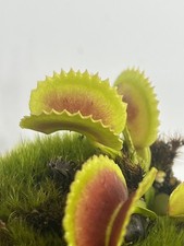 Venus Flytrap - Dracula
