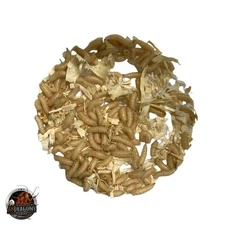 Spikes, Maggots Blue Bottle Fly Larvae Live Free Shipping, Live Guarantee