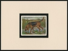 BLOODHOUND OLD ANTIQUE 1914 COLLECTABLE DOG ART CARD READY MOUNTED
