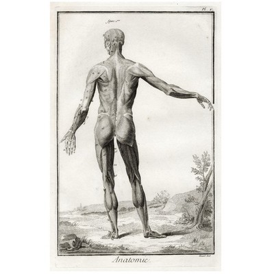 1764 Diderot Encyclopédie Folio Engraving, ANATOMIE Pl. V (After Wandelaar)