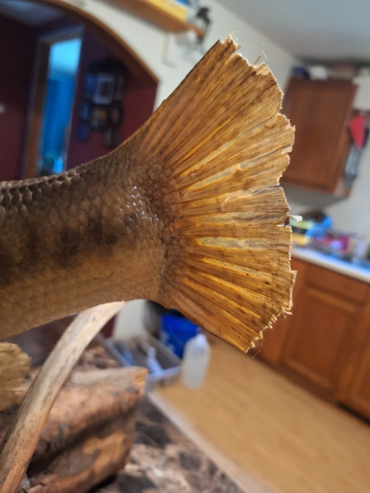 Real Skin Largemouth Bass Fish Mount Trophy Taxidermy 21" Inch Nice Stick  Base - Image 4 of 4