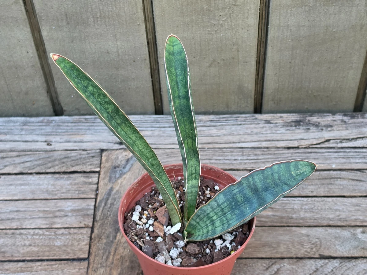 Sansevieria Cactis&Succulents for sale | eBay