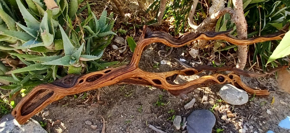 Set Of 4 For The Price Of 1 Large Driftwood Manzanita Beutiful  - Image 4 of 4