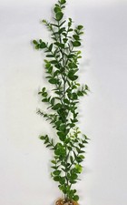 19" Medium 1-stem Green BACOPA Soft Plastic Wireless Plant, Stone Base, Lower F