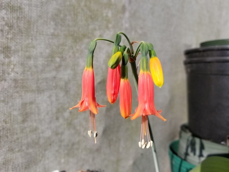 PHAEDRANASSA LEHMANNII, Amaryllis & Hippeastrum Relative, Nice-Sized RARE Bulb!!