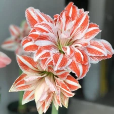 Easy to Grow Amaryllis Dancing Queen Plant Bulb Indoor Holiday Outdoor Zone 9-11