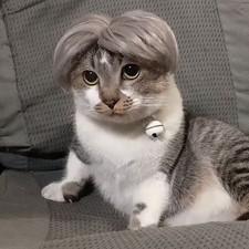 Pet Wig Fashion Personality Wig Headwear Dogs