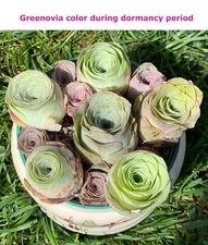 Greenovia dodrentalis Mountain Rose Succulent Plant - Sold Individually