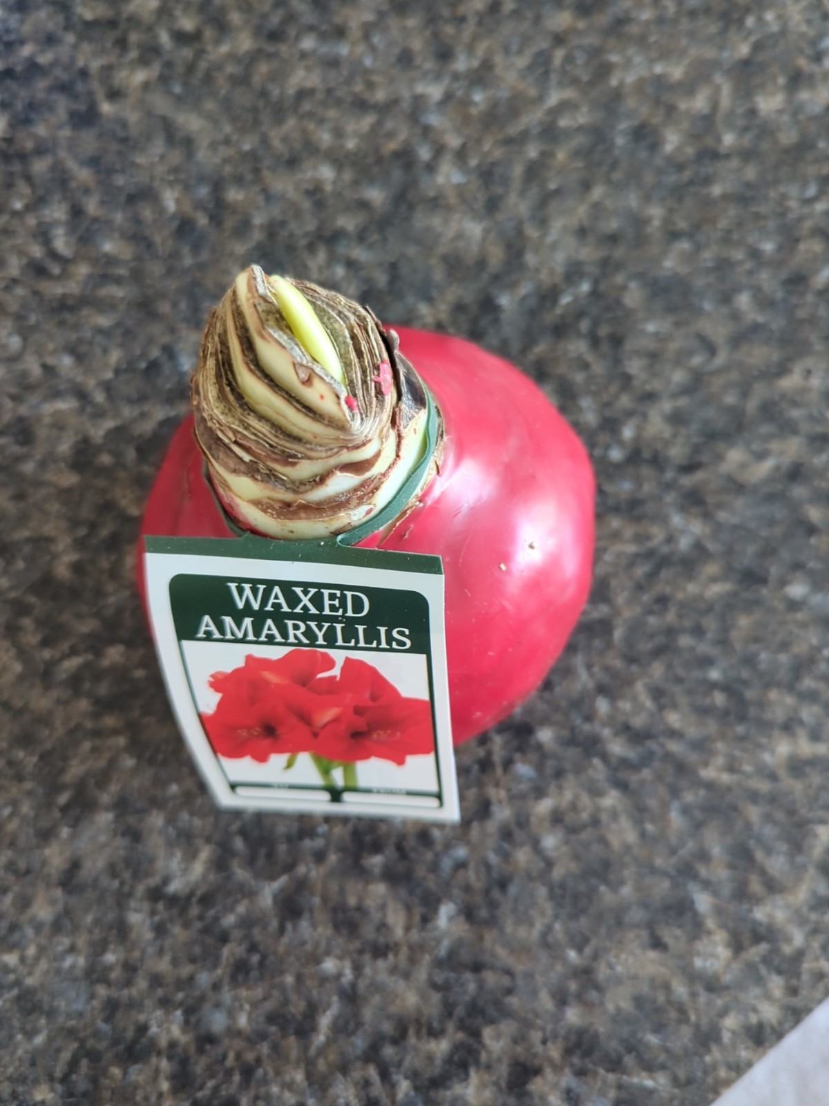 x1 Waxed Amaryllis Bulb – Red Wax W/ Red Blooms – Live Holiday Gift Plant 