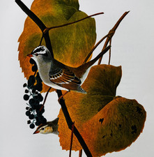 1979 White Crowned Sparrow Color Plate Print Audubon Birds Of America Art F15K