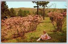 Native Ozark Azalea, Spiva Azalea Park, Fredericktown Missouri, Vintage Postcard