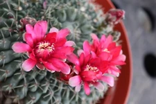 Gymnocalycium baldianum monstrose big plant  6” Pot