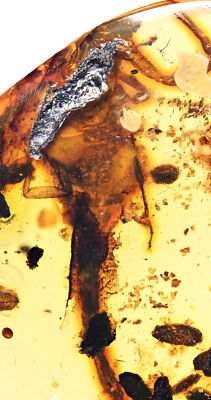 Rare Scorpion Fossil Inclusion in Burmese Amber