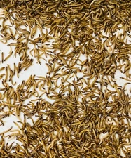 Live Superworms  - 50-1000 counts - 4 different sizes - First Class/Priority Mai