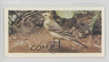 1976 Carreras Craven Black Cat British Birds Tobacco Yellow Wagtail #49 1i3