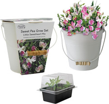 s Sweet Pea Little Sweetheart Mixed Flower Seeds Growing Kit with Cream Bucket P