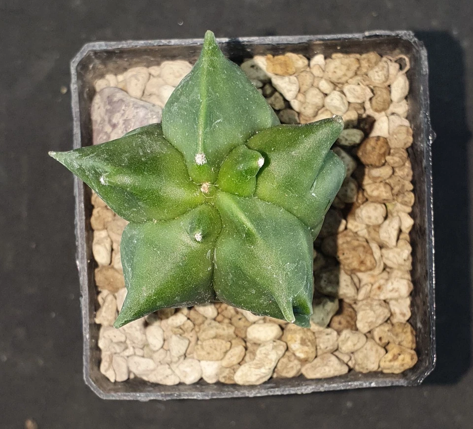 Astrophytum coahuilense KIKKO nudum own root! , read description! - image 3 of 3
