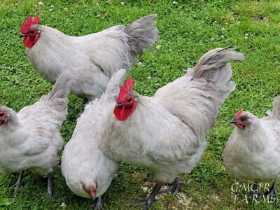 #ad 12 2 RARE BREED Lavender Orpington Hatching Eggs $39.50