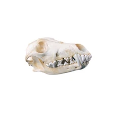 Authentic Coyote Skull Real Taxidermy Genuine Animal Bones Hunting Cabin Decor