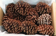(15/25/50/60/75/100pcs) 3" to 5" All Natural Pinecones (Oven Baked)  Lot#142