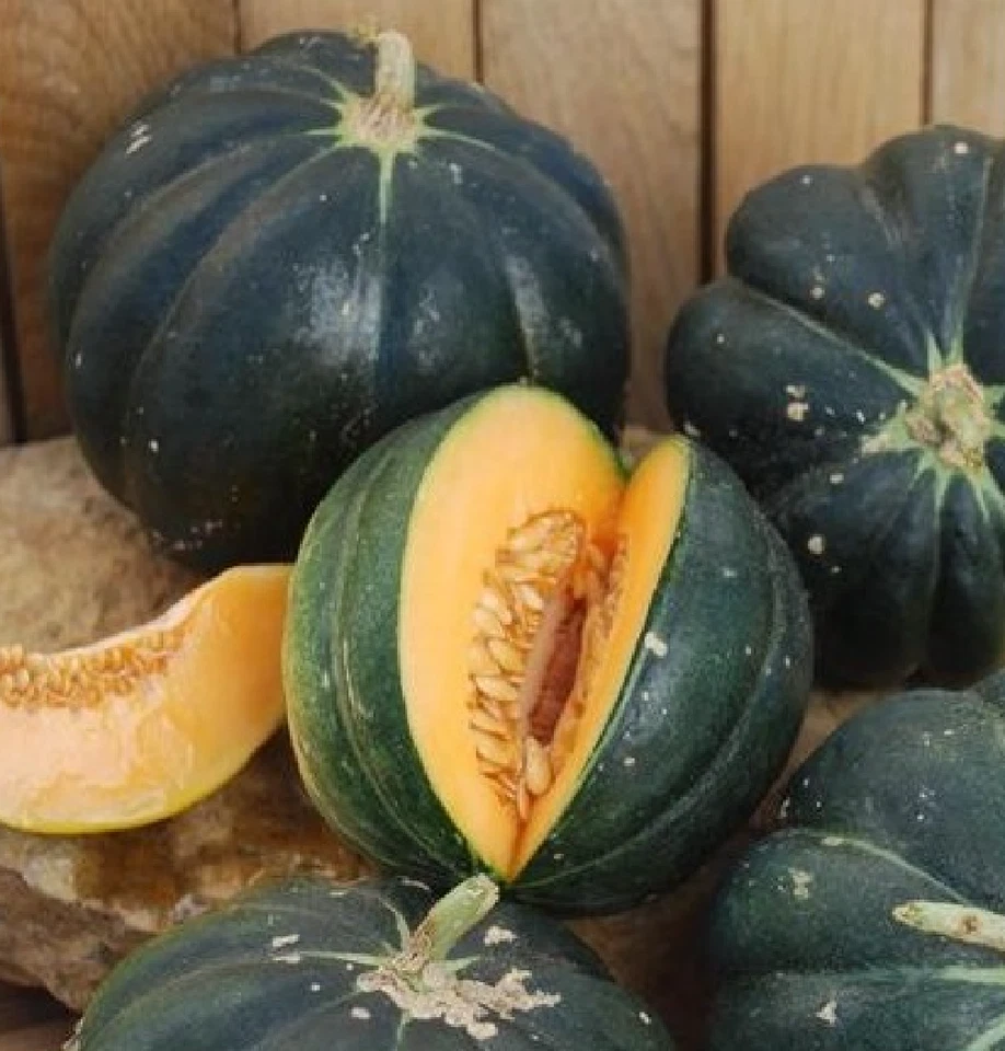 6 graines de MELON NOIR DES CARMES (Cucumis melo)T118 BLACK MELON SEEDS SEMILLAS
