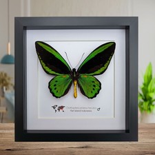 Framed Green Birdwing Butterfly Taxidermy, Ornithoptera Priamus Hecuba (8x8)
