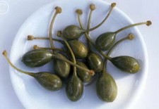 Capparis spinosa, Caper Bush, Flinders rose - 100 Sementes