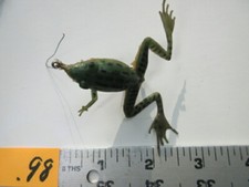 #98) Señuelo de pesca vintage Burke Frog. Cuerpo de goma maciza.