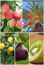 38 FRUIT TREE SEEDS- FIG TREE, LEMON, APPLE, DATE SEEDS,