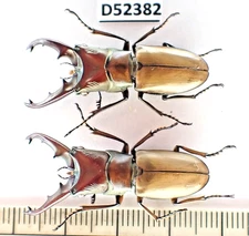 D52382. Insects, Lucanidae: Cyclommatus sp. Vietnam North