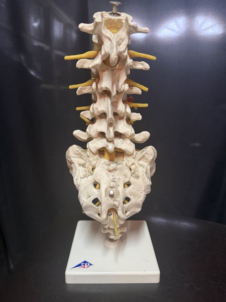 A fully articulating anatomical spine model made in Germany — equal parts medical curiosity, desk sculpture, and genuinely unsettling conversation piece.