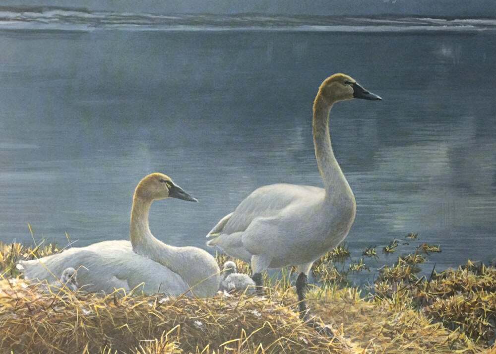 WILD SWANS 　WINGS Ethereal Majesty - Swan in Flight - Limited Edition Canvas