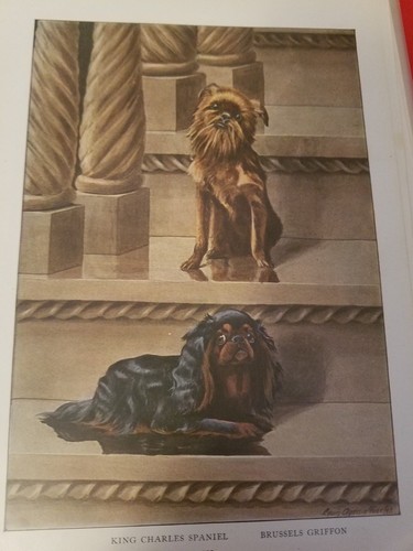 Louis A Fuertes  BRUSSELS GRIFFIN  bookplate 1919 National Geographic Magazine