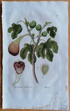 Fig Ficus communis - Gran impresión botánica Knorr Thesaurus - 1789