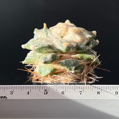 9-979. Cactus... hybr Retusus x Fissuratus (Grafted)