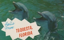 Hello From Tequesta Florida Dolphins Smiling Porpoise Vintage Chrome Post Card
