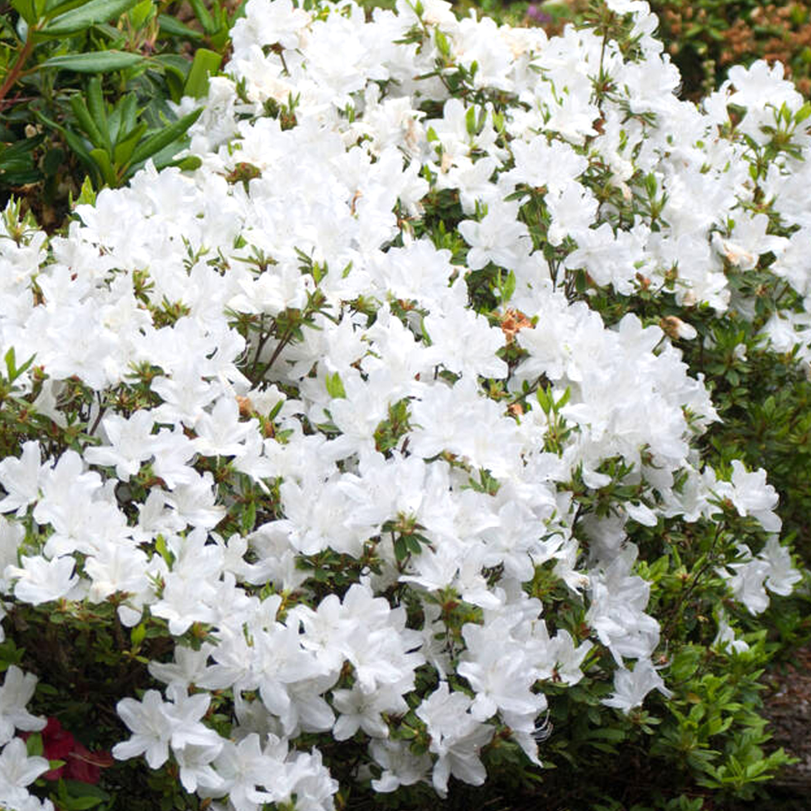 Azalea Japonica Plant White | Hardy Flowering Outdoor Garden Shrub | Pack of 2