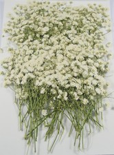 100 PCS Real Mini White Gypsophila Pressed Dried Flowers for Resin Wedding