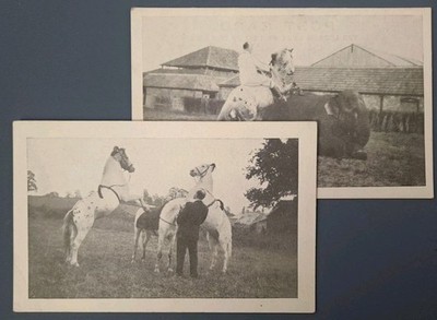 Zirkus Lot x2 Pferd Elefant Tier Akt unbekannt Vintage Postkarte A9 