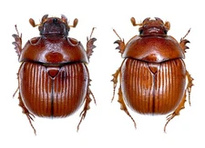 Geotrupidae, Bolboceratinae, Bolbelasmus unicornis (Schrank, 1789), LIGHT, pair