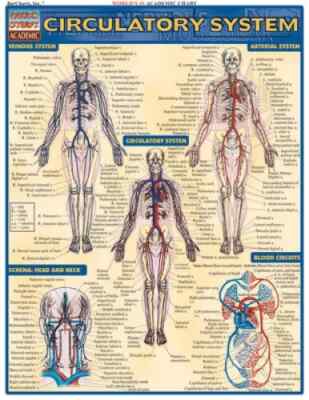 Circulatory System: Reference Guide by BarCharts Inc