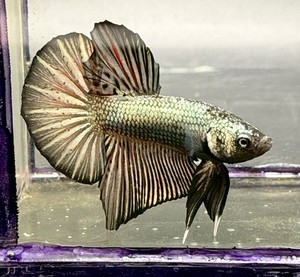 Real Tropical Fish | eBay
