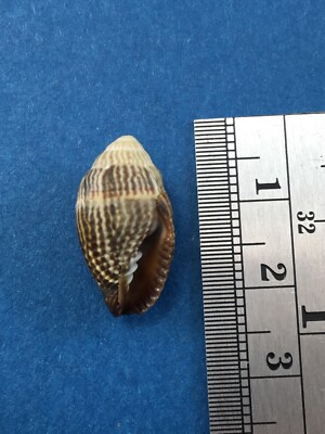 Mitra Strigatella Retusa 19.8mm Indo Pacific