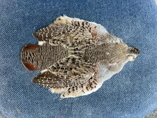 Hungarian Partridge Skin Feathers Fly Tying #1 Select Trout Salmon Pelt Wings