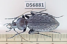 D56881. Insects, Beetles. Carabidae: Carabus sp. Vietnam Central. Over 2000m