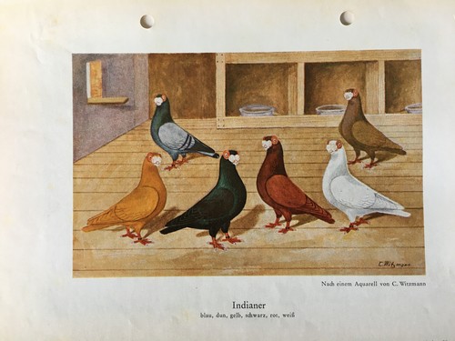 Geschenkidee für Taubenzüchter - nostalgische Kunstdrucke gerahmt - große Tauben - Picture 12 of 25